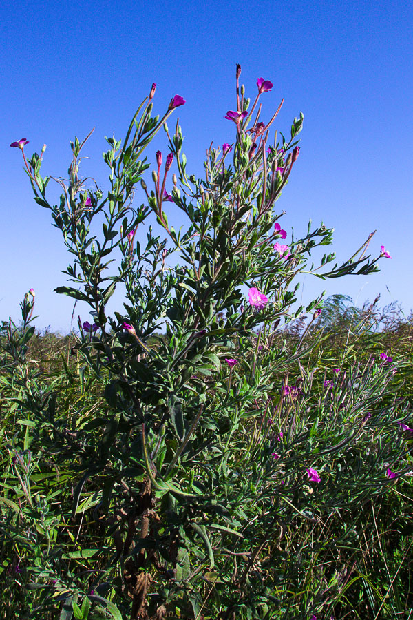 Image of Epilobium villosum specimen.