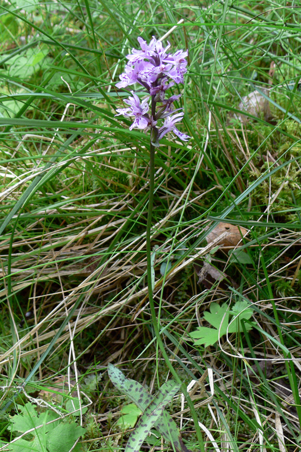 Image of Dactylorhiza fuchsii specimen.