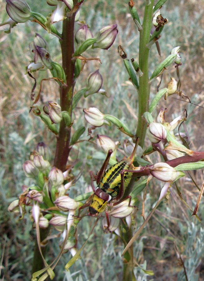 Image of Himantoglossum caprinum specimen.