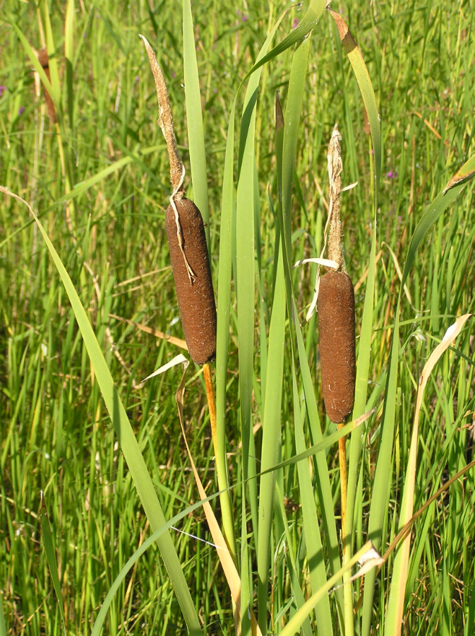 Изображение особи Typha latifolia.