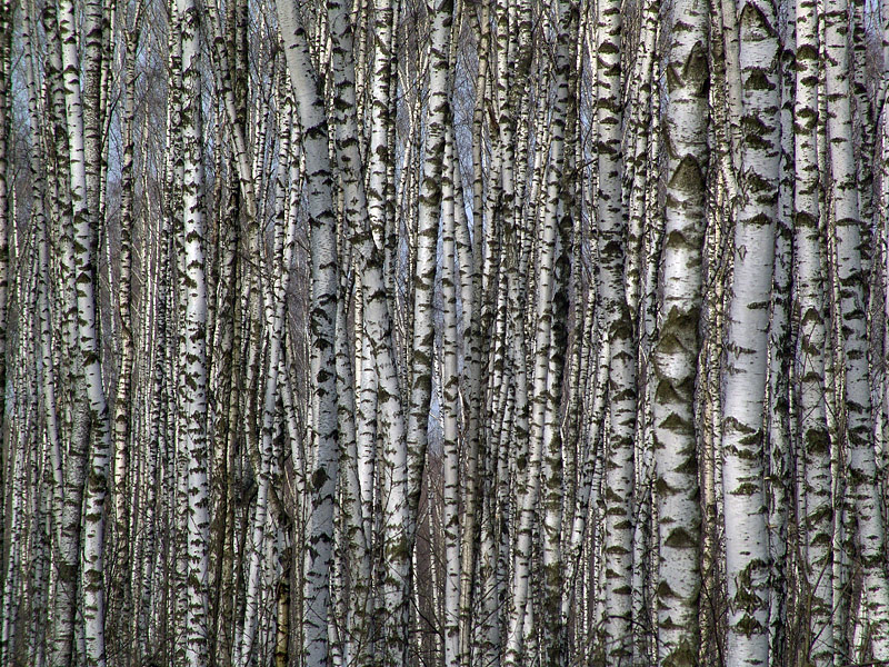 Image of Betula pendula specimen.