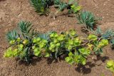 Euphorbia pseudoglareosa. Плодоносящее растение. Крым, зап. побережье, мыс Лукул. 1 июля 2010 г.