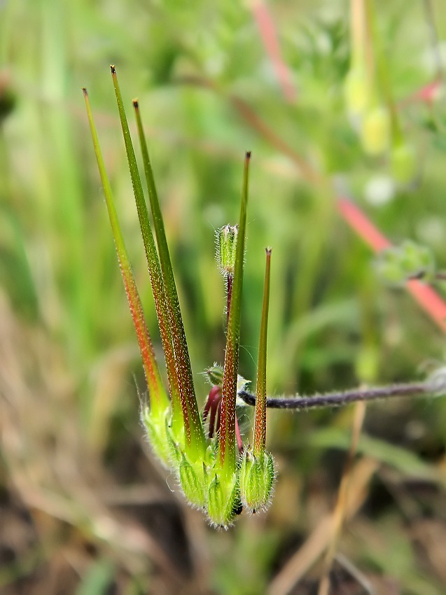 Изображение особи Erodium cicutarium.