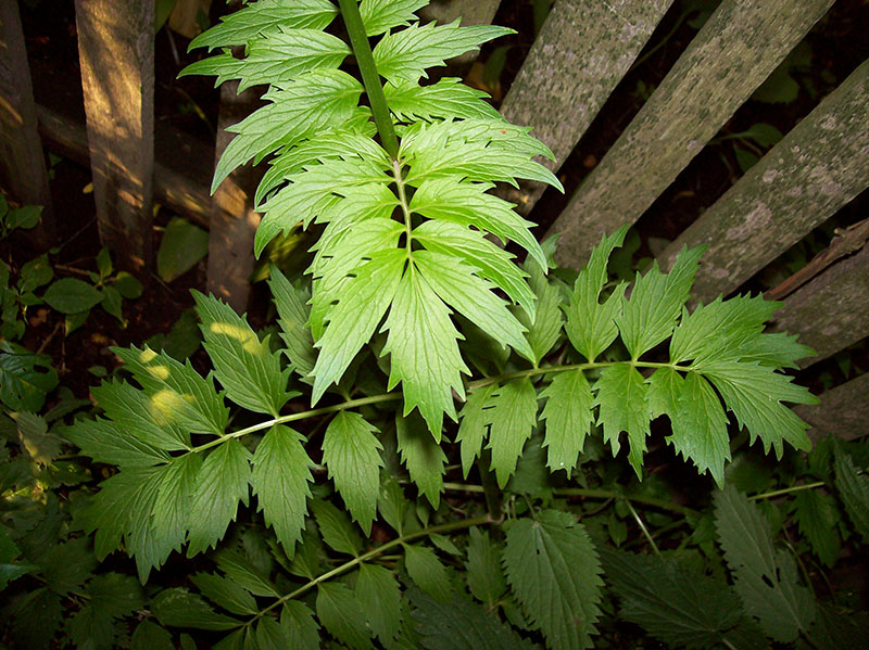 Image of Valeriana officinalis specimen.