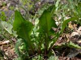 Taraxacum ostenfeldii. Прикорневые листья. Свердловская обл., окр. г. Североуральск, правый берег канала Дублёр, известняковая осыпь по склону. 24.05.2011.