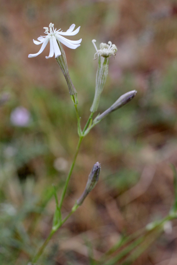 Image of Silene sarawschanica specimen.