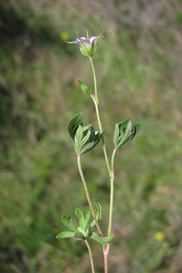Image of Geranium columbinum specimen.