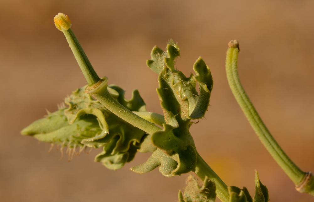 Изображение особи Glaucium flavum.