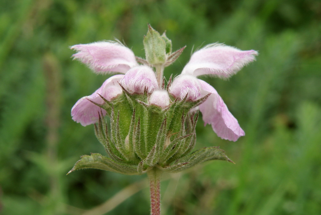 Image of Phlomoides hybrida specimen.