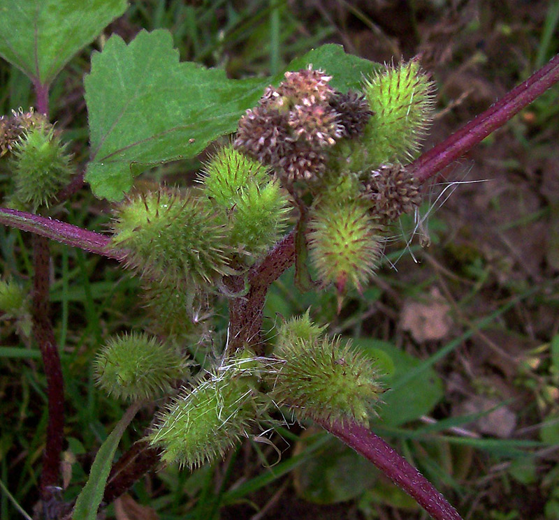 Image of Xanthium orientale specimen.