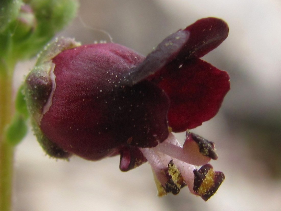 Изображение особи Scrophularia exilis.