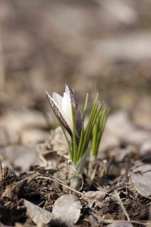 Изображение особи Crocus alatavicus.