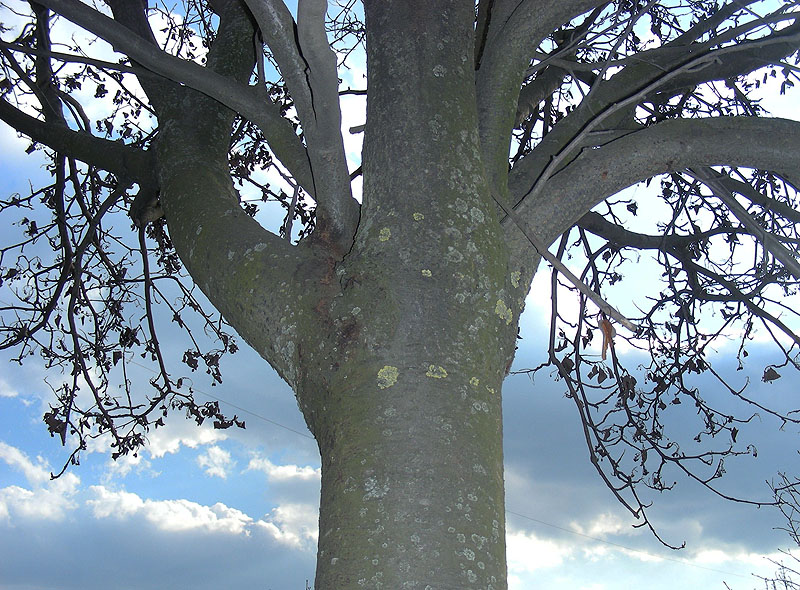 Image of Sorbus aria specimen.