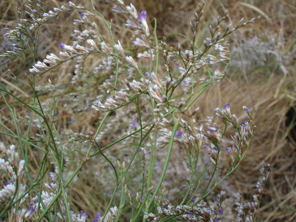 Image of Limonium bungei specimen.