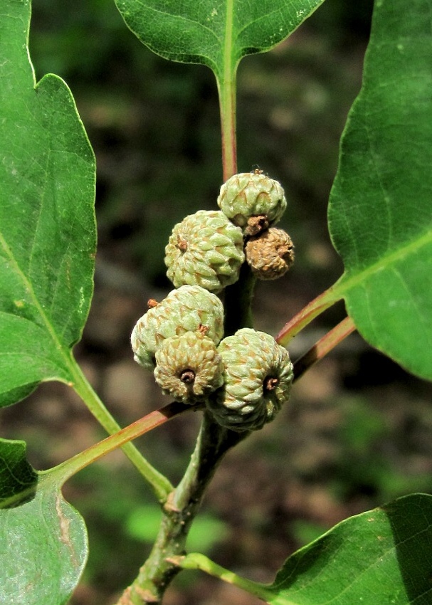 Image of Quercus iberica specimen.