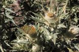 Cirsium turkestanicum. Верхушка растения с соцветиями на разной стадии развития. Кормящаяся бабочка - перламутровка пандора (Argynnis pandora). Узбекистан, Ташкентская обл., отроги Чаткальского хр., Бельдерсай, окр. метеостанции. 08.09.2012.