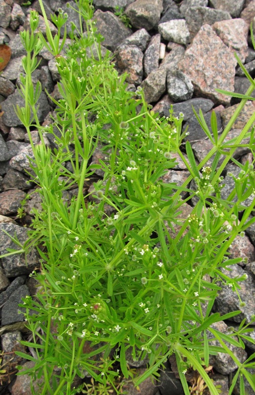 Image of Galium aparine specimen.