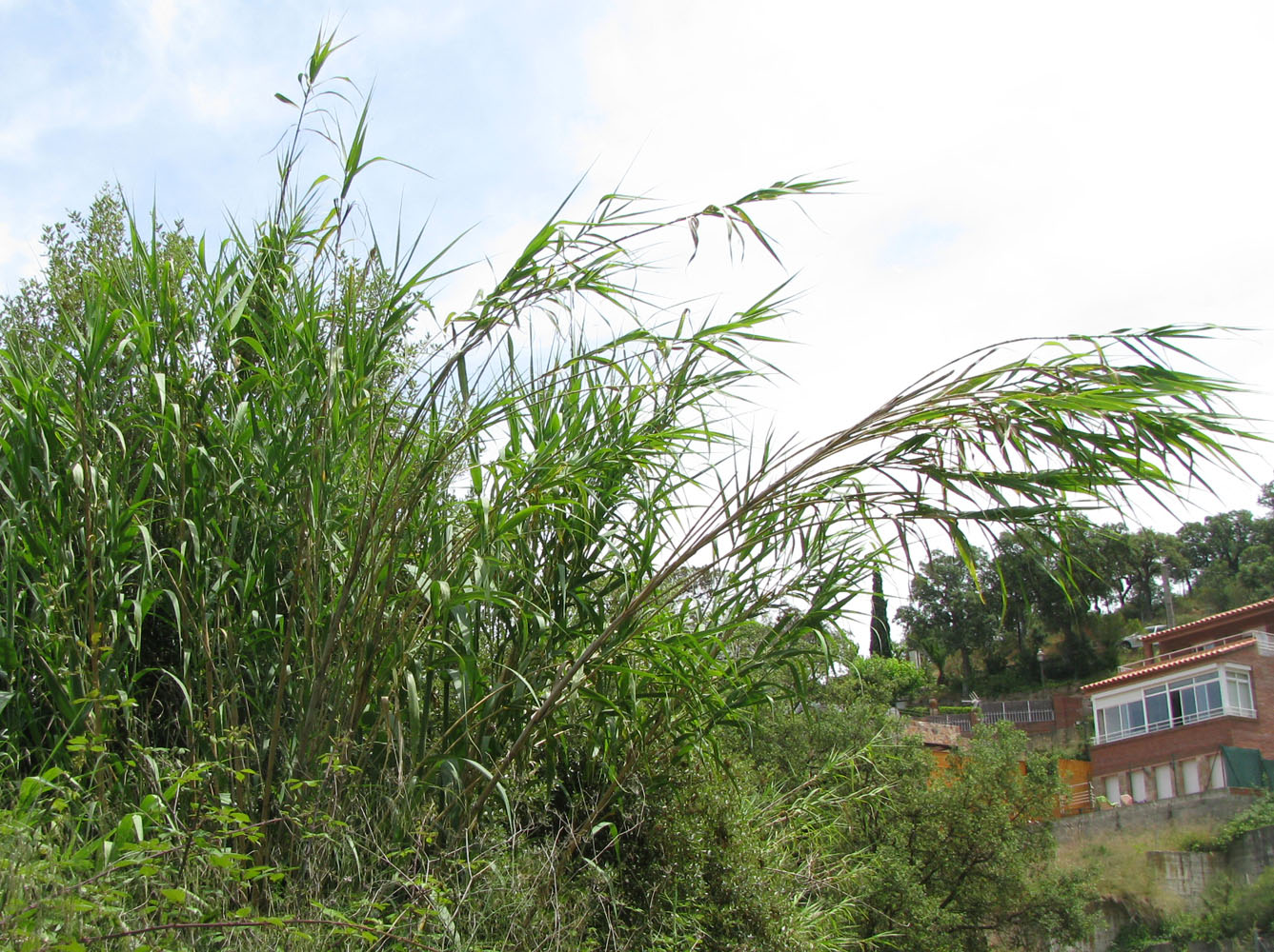 Image of Arundo donax specimen.