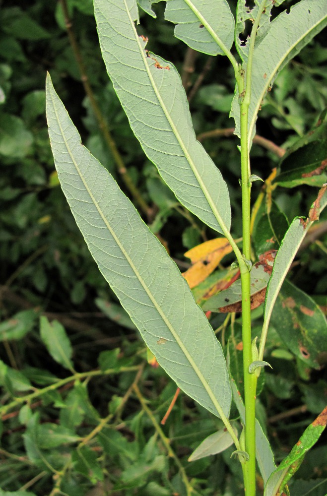 Image of genus Salix specimen.