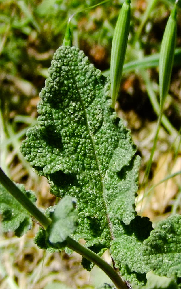 Image of Salvia judaica specimen.