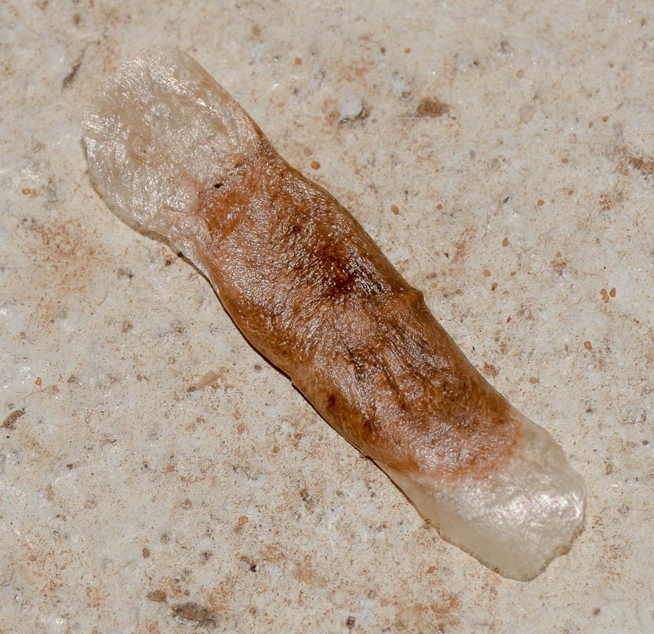 Image of Tabebuia impetiginosa specimen.