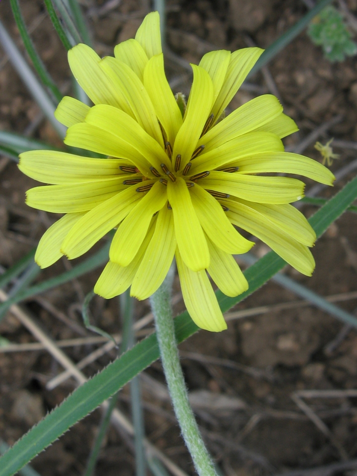 Image of Scorzonera mollis specimen.