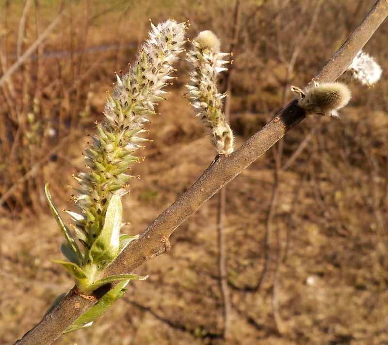 Image of Salix gmelinii specimen.