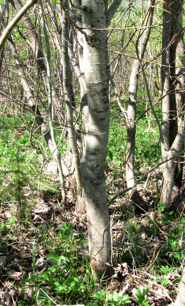 Image of genus Salix specimen.