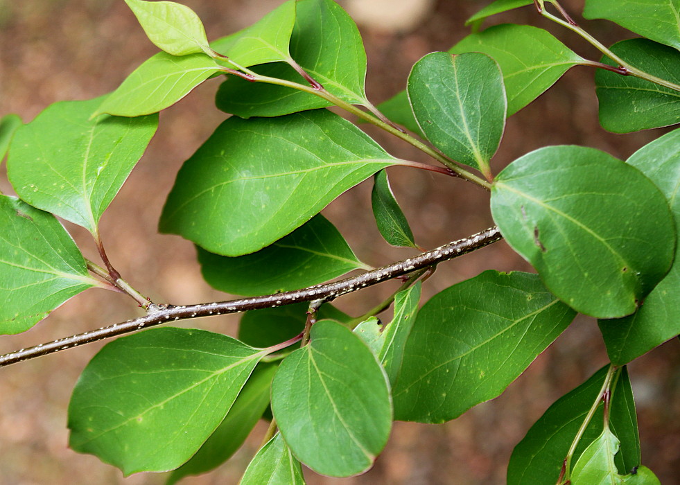 Image of Lindera praecox specimen.