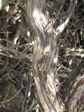 Lavandula angustifolia. Средняя часть ствола. Крым, возле пос. Никита, лес к востоку от Никитской расселины. 24.05.2013.