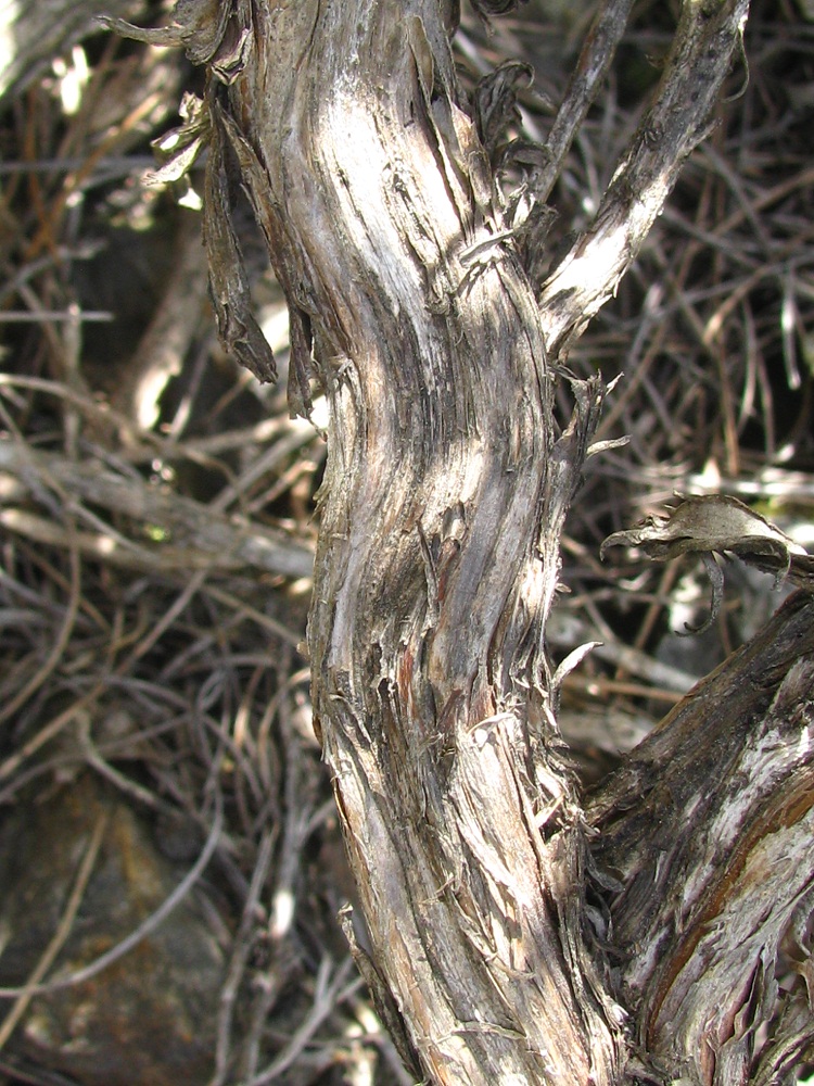 Image of Lavandula angustifolia specimen.