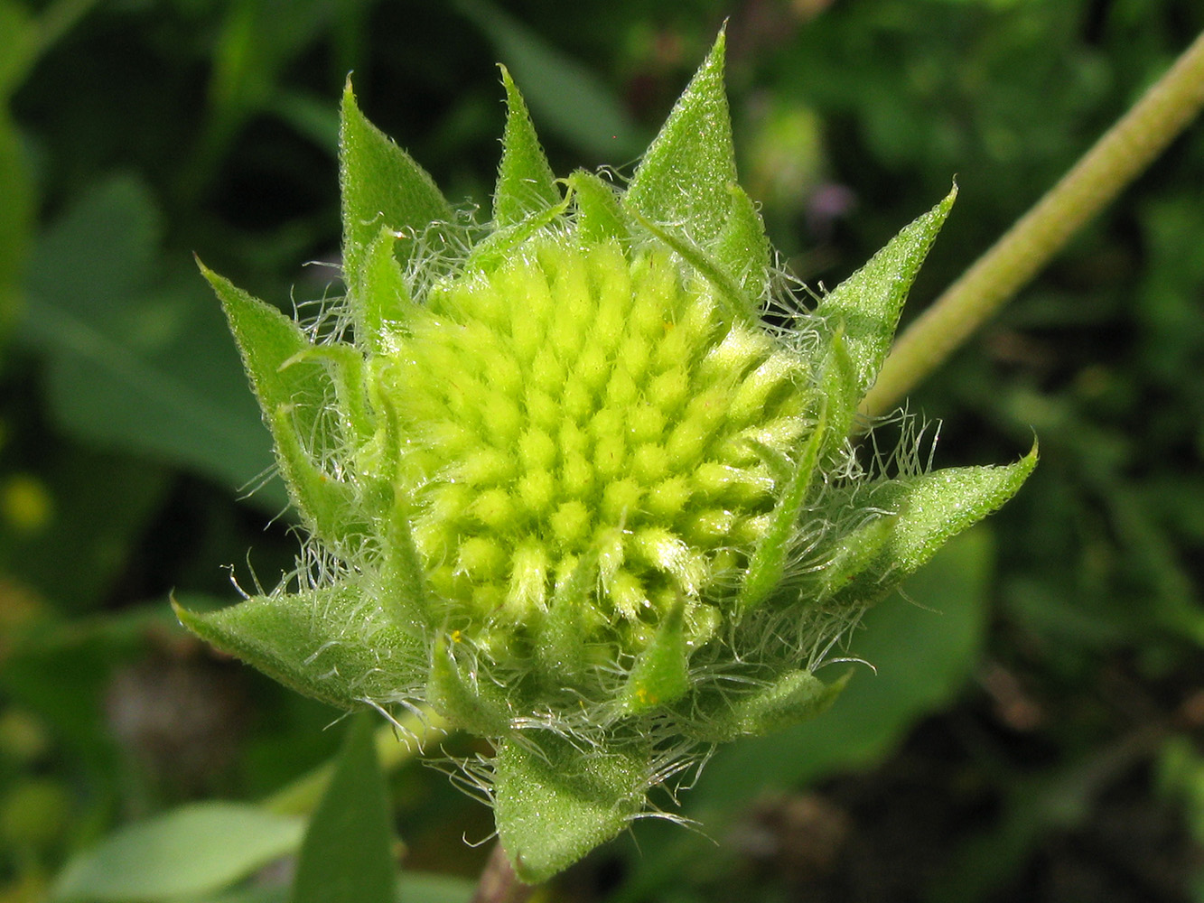 Image of genus Gaillardia specimen.