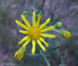 Senecio borysthenicus