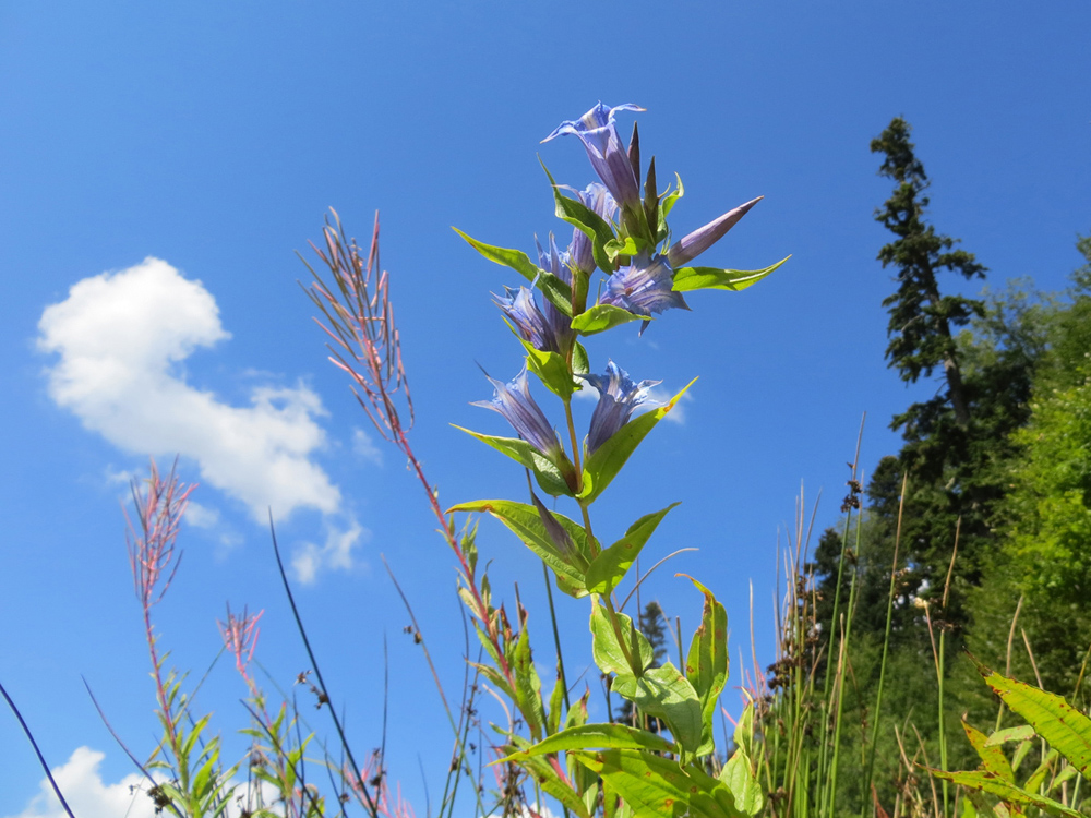 Image of Gentiana schistocalyx specimen.