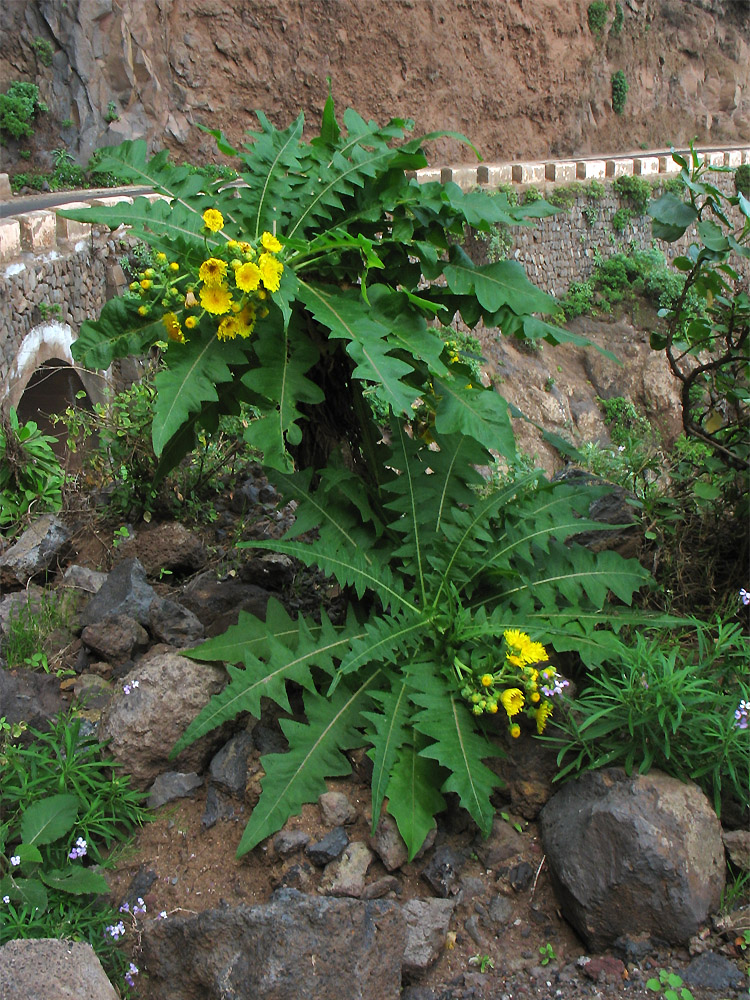 Изображение особи Sonchus congestus.