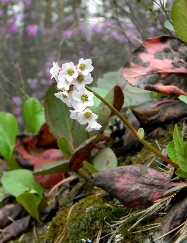 Image of Bergenia crassifolia specimen.