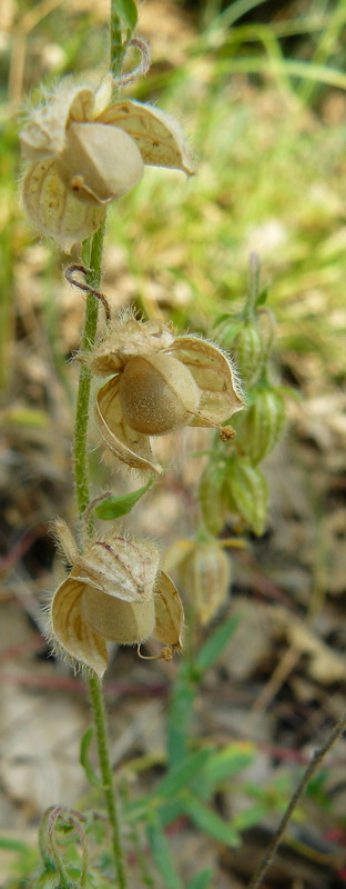 Image of genus Helianthemum specimen.