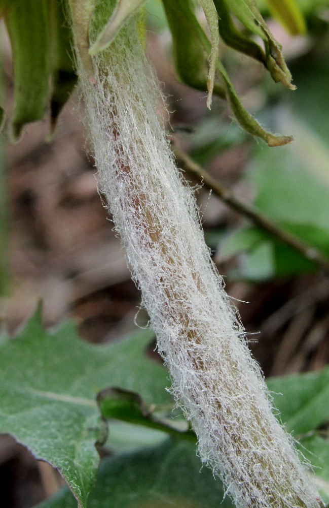 Изображение особи Taraxacum officinale.