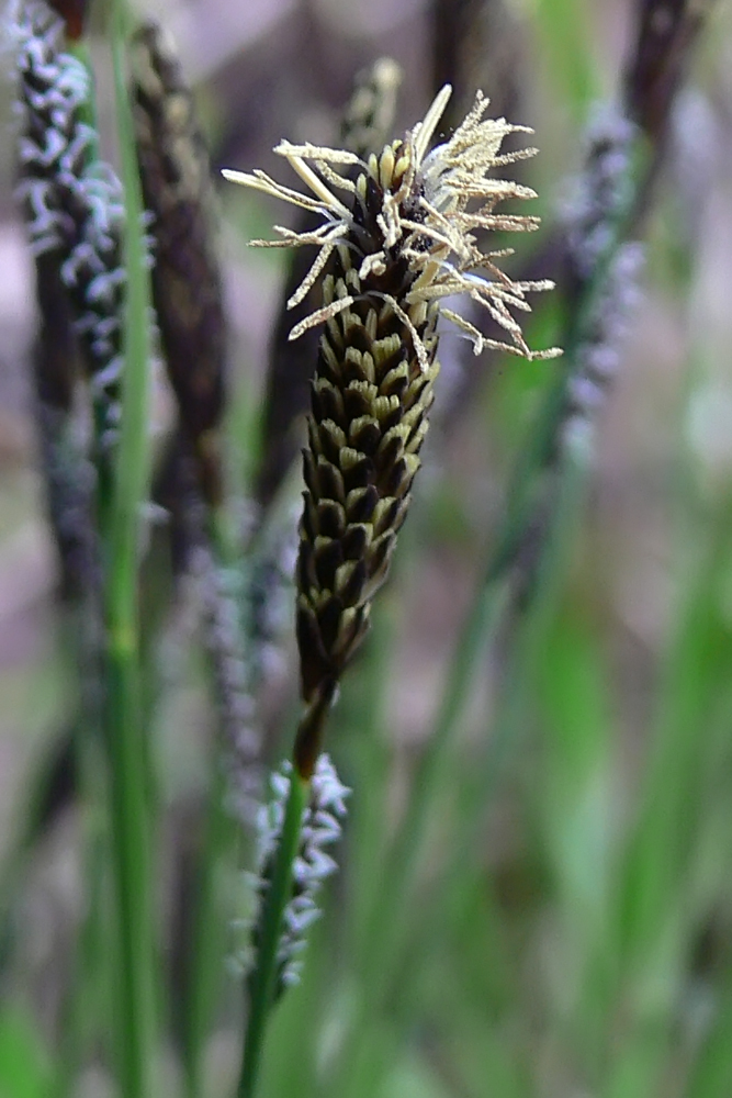 Image of Carex cespitosa specimen.