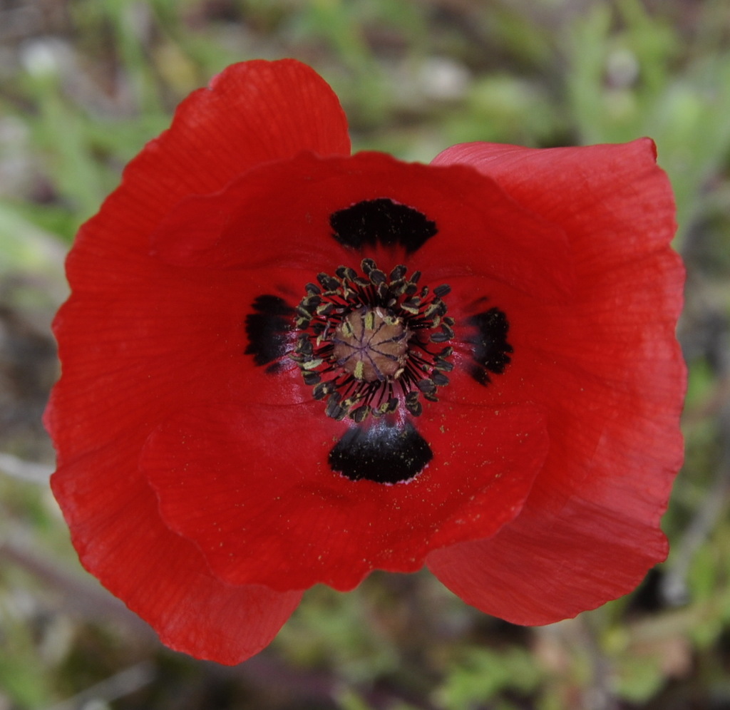 Image of Papaver lecoqii specimen.