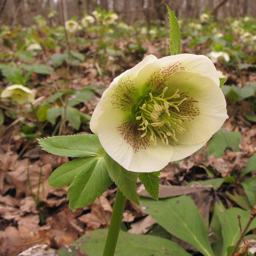 Изображение особи Helleborus caucasicus.