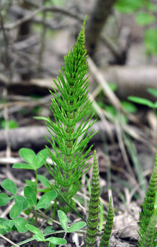 Image of Equisetum telmateia specimen.