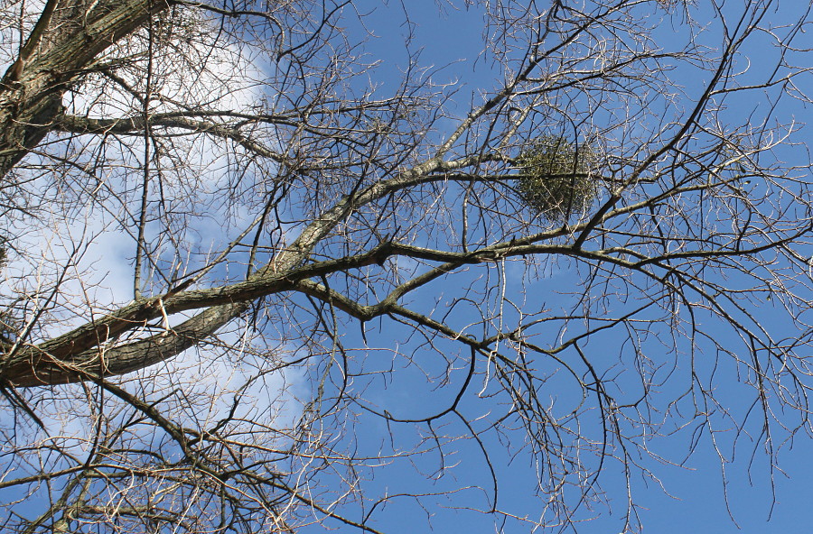 Изображение особи Populus deltoides.