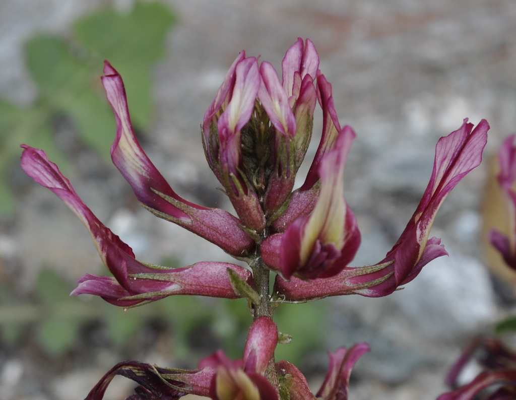 Изображение особи Astragalus monspessulanus.