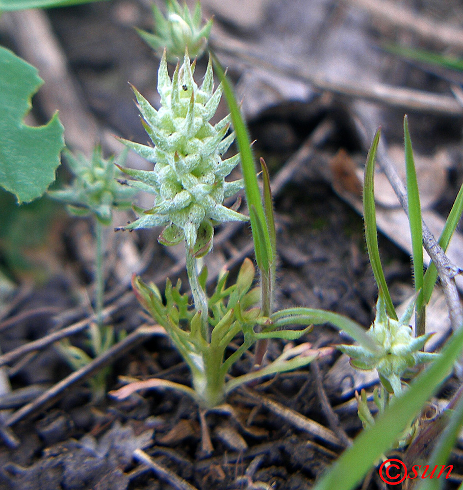 Изображение особи Ceratocephala orthoceras.