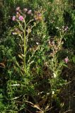 Cirsium incanum. Цветущие растения. ЮВ Крым, бухта Тихая. 21 июня 2009 г.