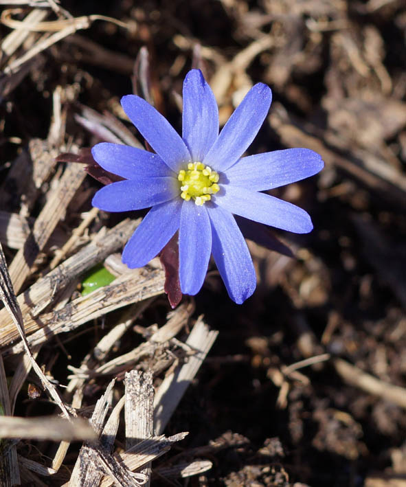 Image of Anemone caucasica specimen.