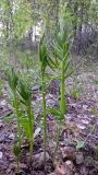 Lathyrus pisiformis