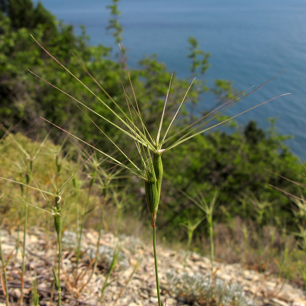 Image of Aegilops biuncialis specimen.