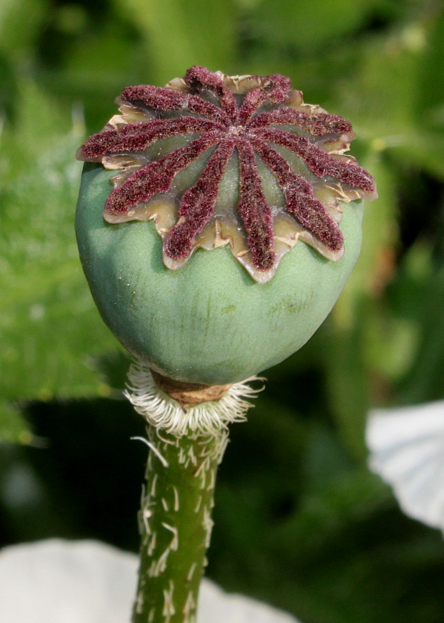 Image of Papaver orientale specimen.